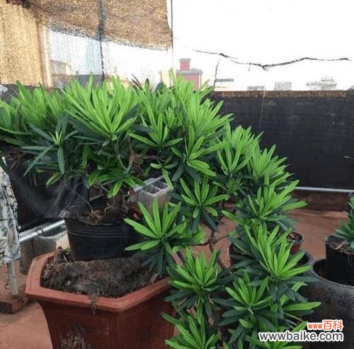 探索罗汉松的灵性内涵与文化象征 罗汉松