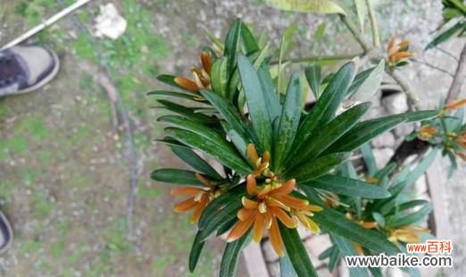 探索罗汉松的灵性内涵与文化象征 罗汉松