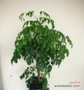 追求成长的关键 绿宝树的寓意及其对人生的启示