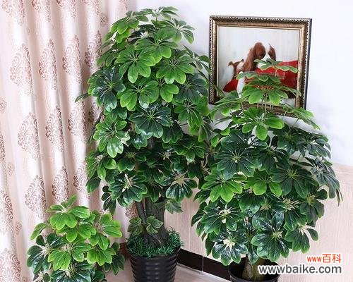 追求成长的关键 绿宝树的寓意及其对人生的启示