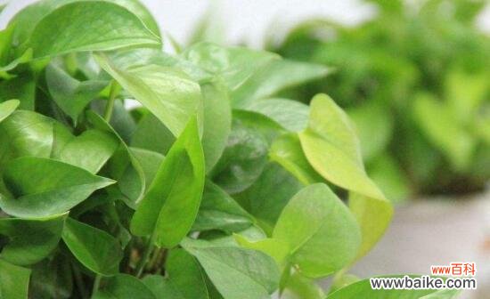 探寻绿萝的神秘力量 绿萝的花语与寓意