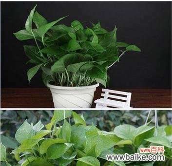 探寻绿萝的神秘力量 绿萝的花语与寓意