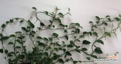 绿萝的花语意义及其在生活中的应用 绿萝花语