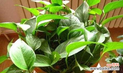 绿萝的花语意义及其在生活中的应用 绿萝花语