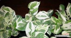 揭示自然界的绿萝之魅力 绿萝花语的深刻寓意