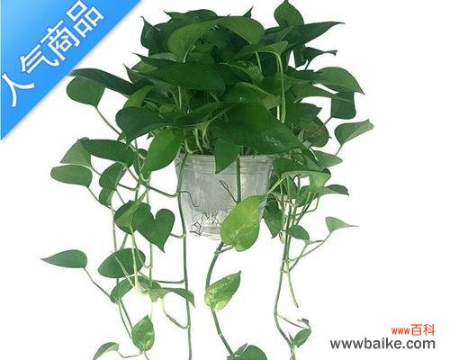 揭示自然界的绿萝之魅力 绿萝花语的深刻寓意
