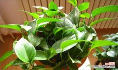 探索绿萝的花语和内涵 绿萝花语之美