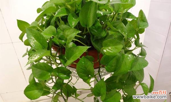 探寻绿萝的意义与传说 绿萝花语的象征与寓意