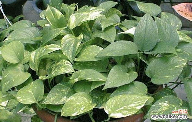 探寻绿萝的意义与传说 绿萝花语的象征与寓意