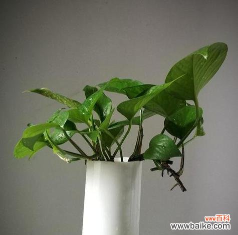 探寻绿萝的意义与传说 绿萝花语的象征与寓意