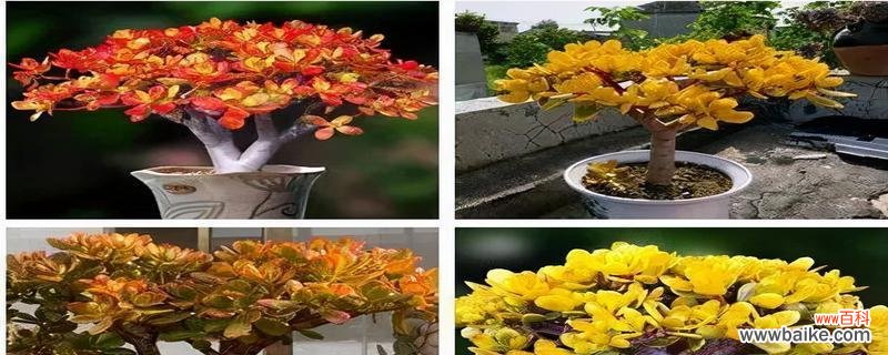 摇钱树开花代表什么？摇钱树开花的寓意是什么？