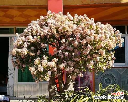 摇钱树开花代表什么？摇钱树开花的寓意是什么？