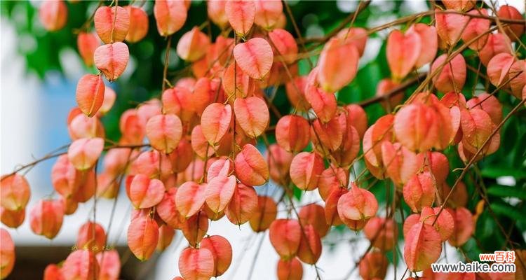 摇钱树开花代表什么？摇钱树开花的寓意是什么？