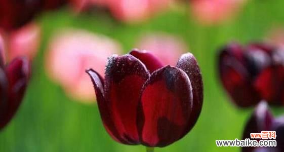 野生郁金香的花语是什么?如何欣赏其独特之美?