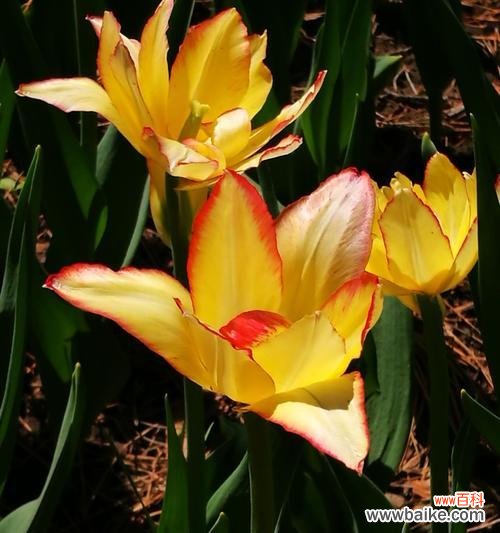 野生郁金香的花语是什么?如何欣赏其独特之美?