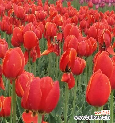 野生郁金香的花语是什么?如何欣赏其独特之美?