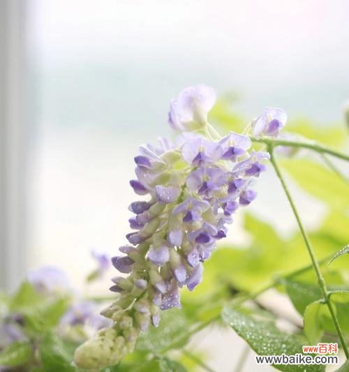 叶底花的含义是什么?如何解读叶底花的象征意义?