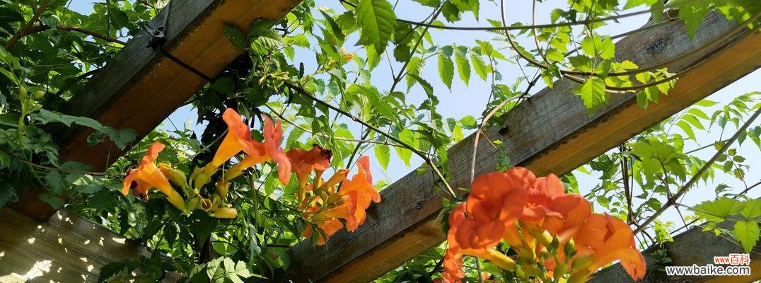 叶底花的含义是什么?如何解读叶底花的象征意义?