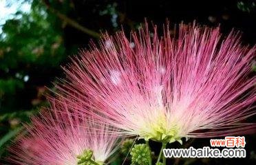 夜合花的花语是什么？夜合花的传说有哪些？