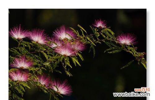 夜合花的花语是什么？夜合花的传说有哪些？