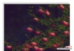 夜合花的花语是什么？夜合花的传说有哪些？