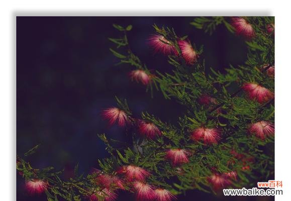 夜合花的花语是什么？夜合花的传说有哪些？