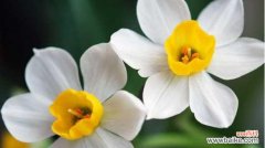 夜来香花语是什么？关于夜来香的传说有哪些？