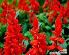 一串红花语代表什么意思？如何正确解读一串红的花语含义？