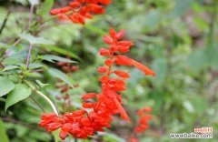 一串红的花语含义是什么？最佳开花季节是何时？