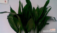 一叶兰开花有什么含义？预示着什么征兆？