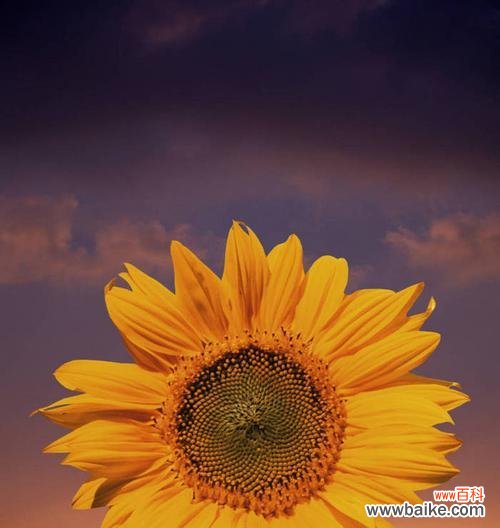 一朵向日葵花代表什么？向日葵花语的深层含义是什么？