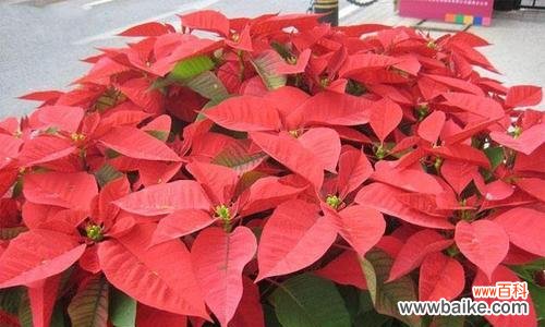 一品红的花语和寓意是什么?有哪些传说故事?