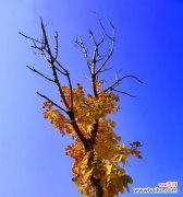 一品红象征什么？如何在冬日中传递暖阳的寓意？