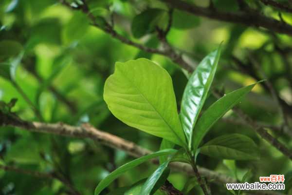 栀子花叶蔫了补救措施