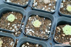 多肉叶子干瘪有皱发软怎么办