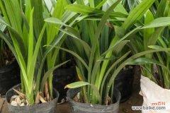 兰花的叶子为什么扭了