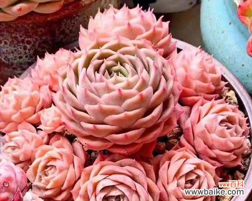 以爱为名的多肉植物有哪些？它们的爱情寓意是什么？