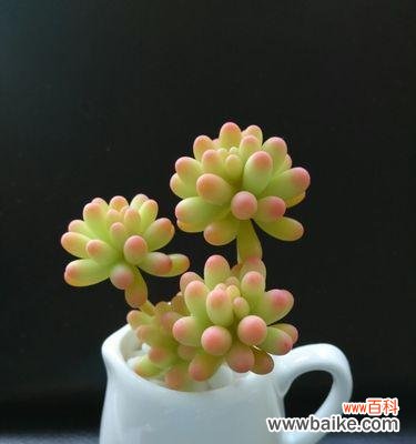 以爱为名的多肉植物有哪些？它们的爱情寓意是什么？