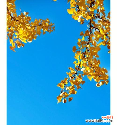 银杏象征意义是什么?银杏的寓意有哪些常见问题?