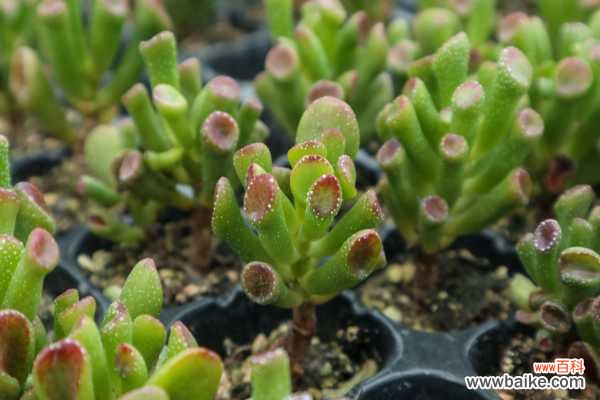 吸财树叶子变软变皱怎么办