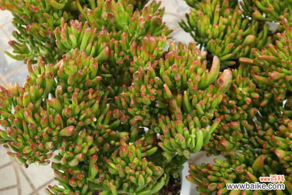 吸财树叶子变软变皱怎么办