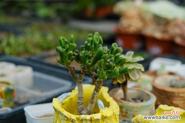 吸财树叶子变软变皱怎么办