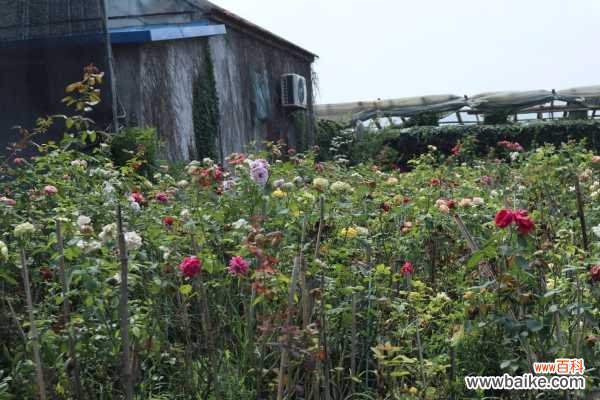 月季小花苞干枯脱落怎么办