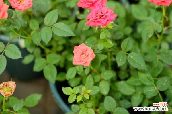 月季小花苞干枯脱落怎么办