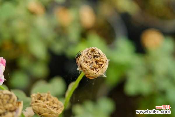 月季小花苞干枯脱落怎么办