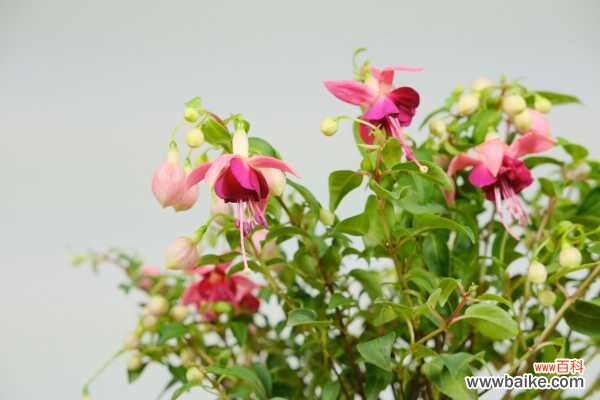 倒挂金钟换盆后焉了的原因