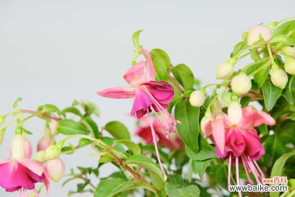 倒挂金钟换盆后焉了的原因