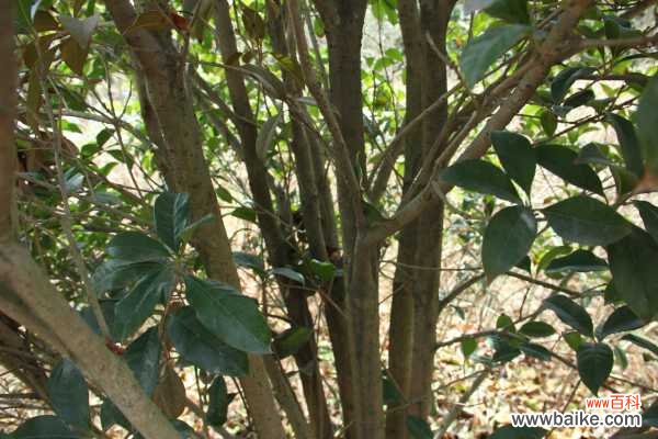 桂花叶尖干枯怎么回事