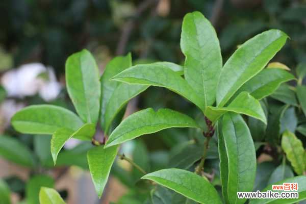 桂花叶尖干枯怎么回事