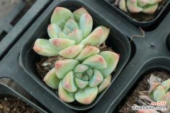 多肉上长出白霜是什么